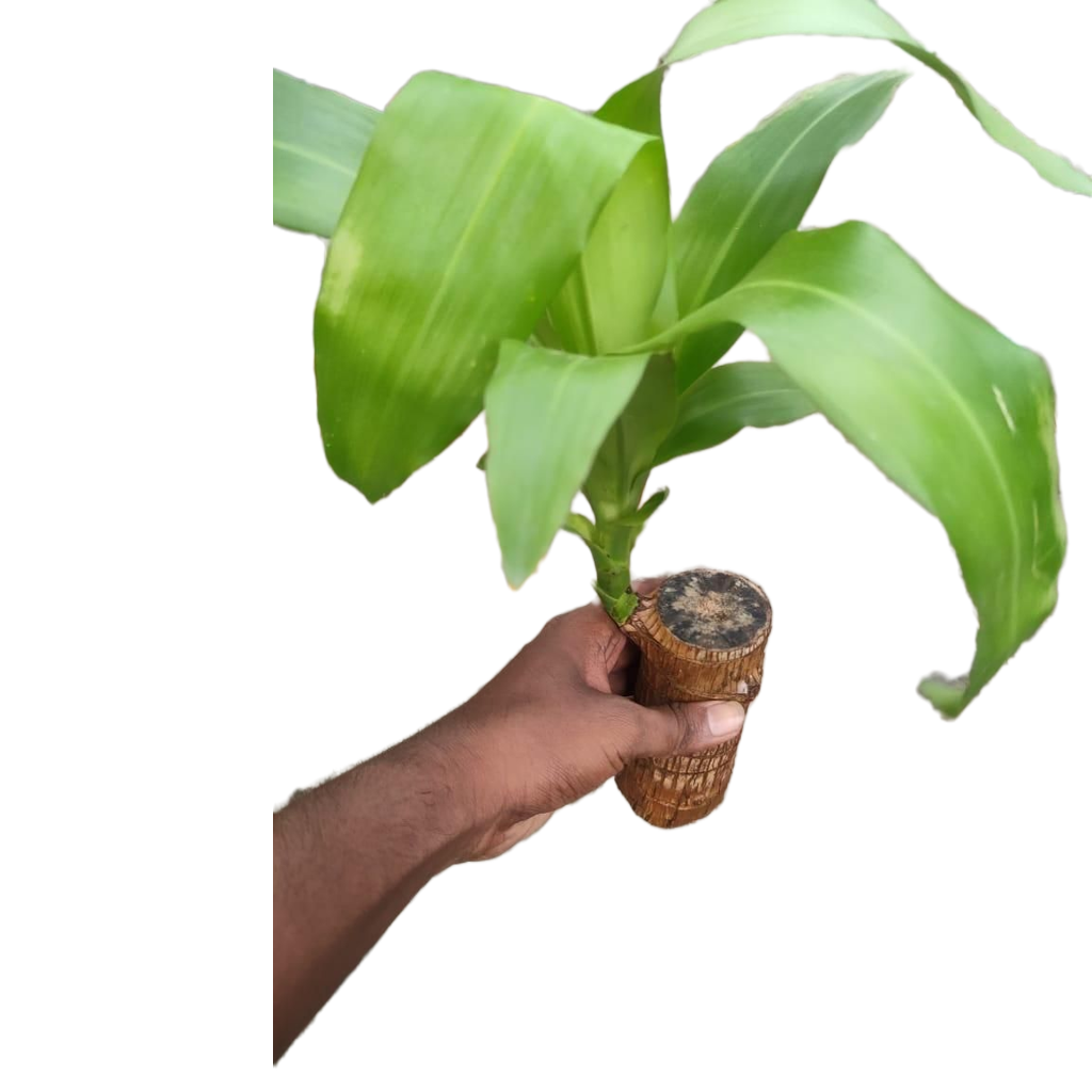 Brazilian Lucky Wood, Mini Home Plant Decorations