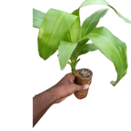 Brazilian Lucky Wood, Mini Home Plant Decorations